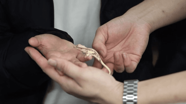 Hand that small lizard raised
