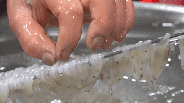 Metal chopsticks lifting washed ice fish