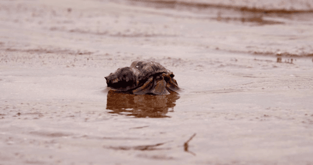 진흙 해안 위를 걷는 소라게