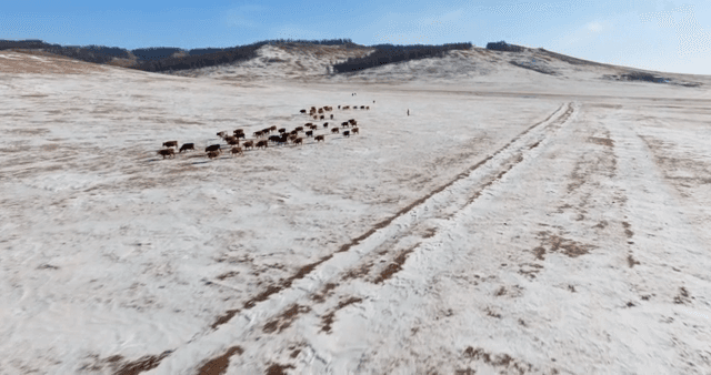 Cattle walking on snowy terrain
