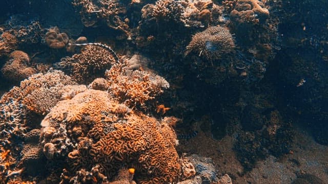 Sea Snake Exploring a Vibrant Coral Reef