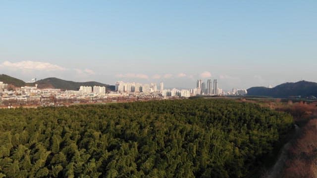 City skyline seen beyond the vast, lush forest