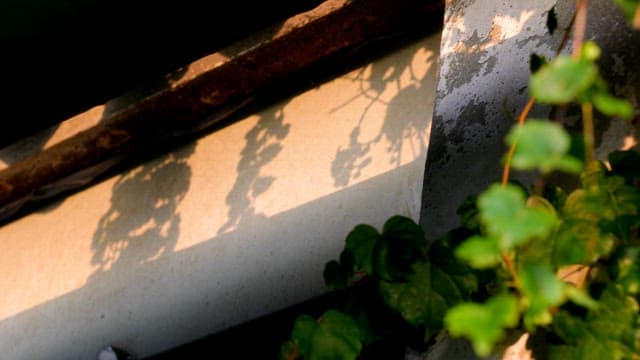 Sunlit leaves casting shadows on a wall