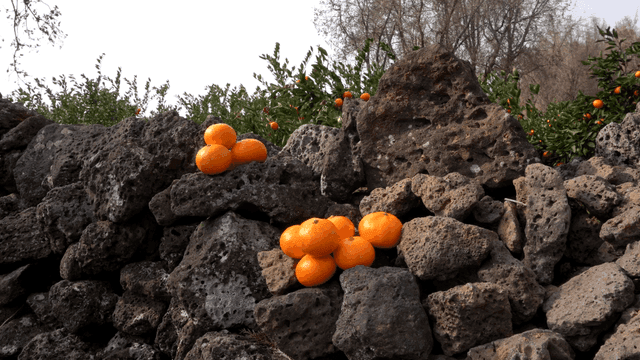 Tangerines on basalt stone wall