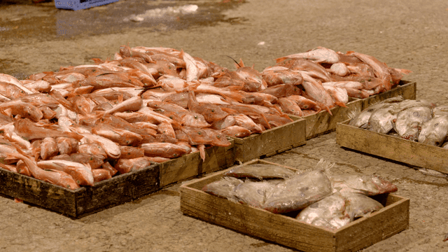 Fresh fish displayed in wooden boxes