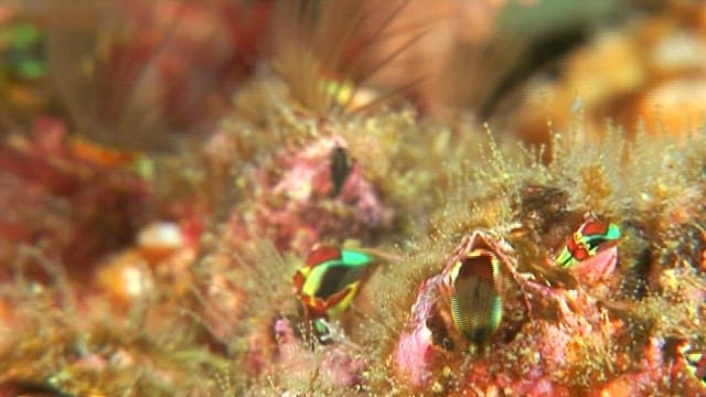 Close up of giant acorn barnacles in their habitat