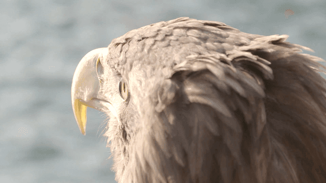 White-tailed eagle at waterside in strong wind