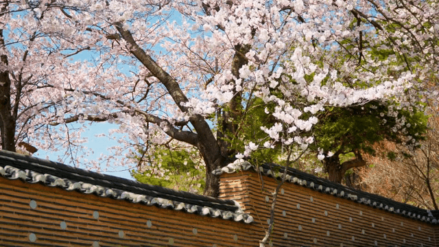 전통 담장 위의 벚꽃