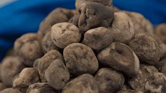 수확된 감자 더미