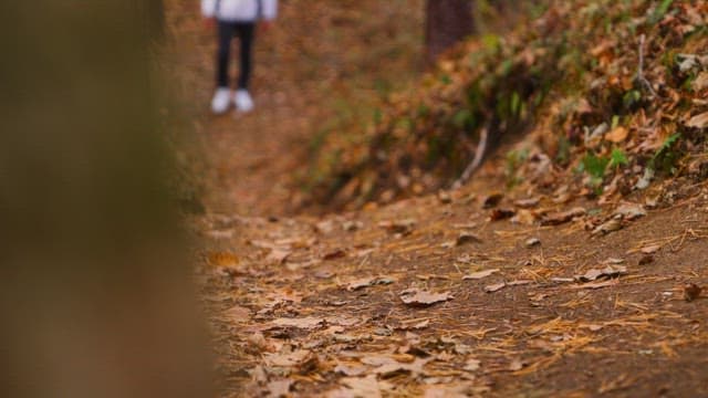 A leisurely walk through an autumn forest