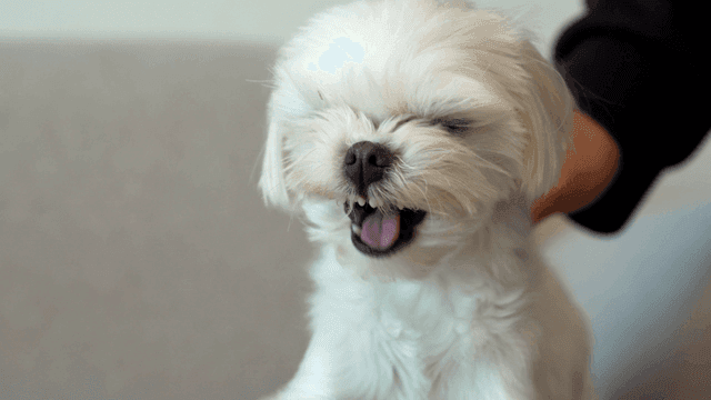 Small white dog being gently petted