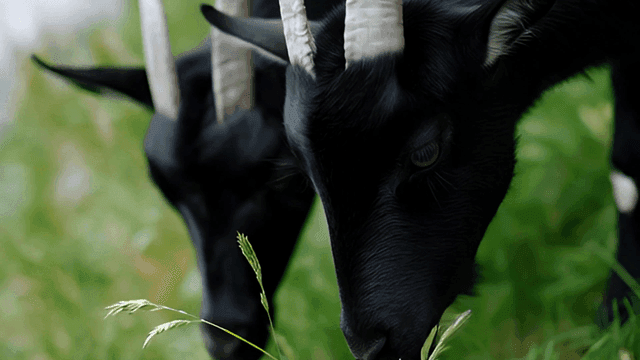 신선한 풀을 뜯고 있는 흑염소