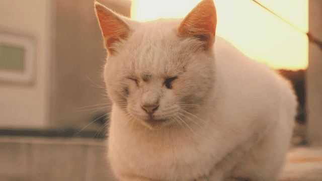 따뜻한 햇살 속에 쉬고 있는 흰 고양이