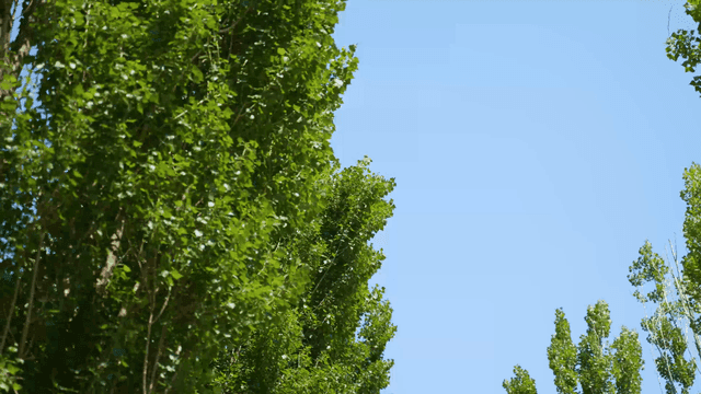 Tall green trees against a clear blue sky