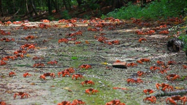 Red Crabs Migrating Across Forest Floor