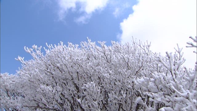 Snow-Covered Trees Against a Cloudy Sky