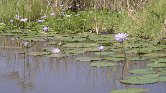 Pond with blooming water lilies