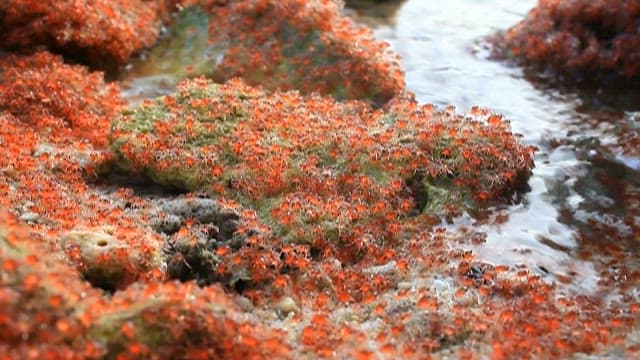 Small red crabs moving on the rock surface