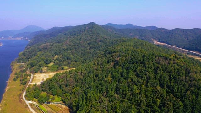 낮에 울창한 숲의 전망