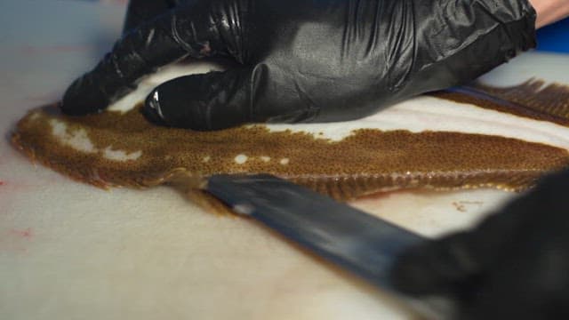 전문가의 솜씨로 가지런히 썰린 생선회