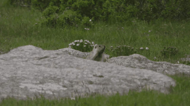 초원에서 바위 너머로 고개를 내민 마멋