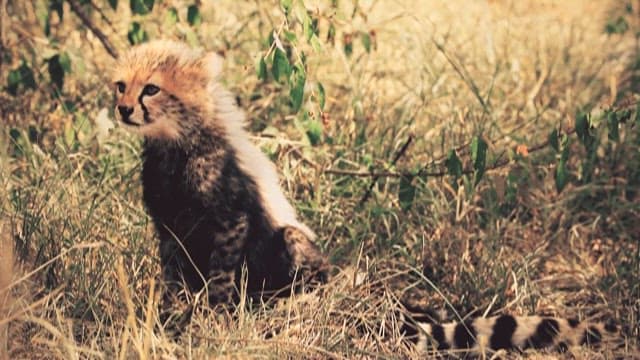 Cheetah Cub Resting in a Brushy Landscape