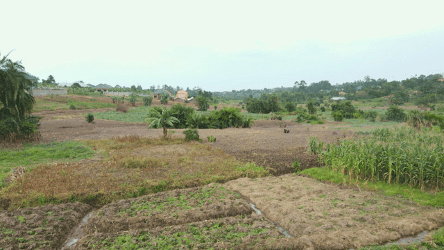 드문드문 식물이 있는 넓은 농지