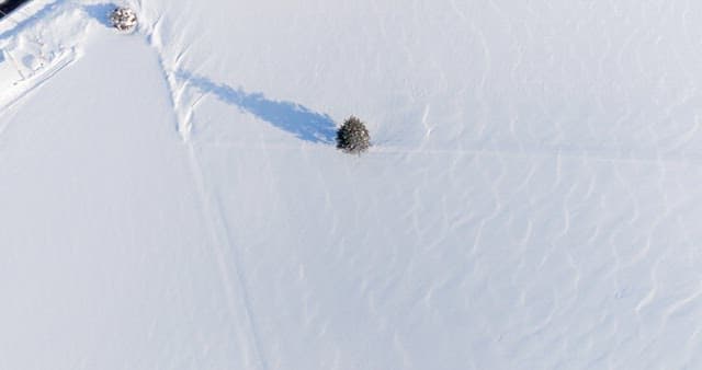 Solitary Tree in a Snow-Covered Landscape