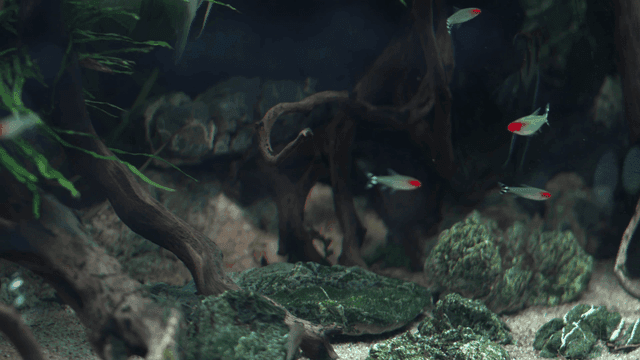 School of colorful fish swimming in aquarium