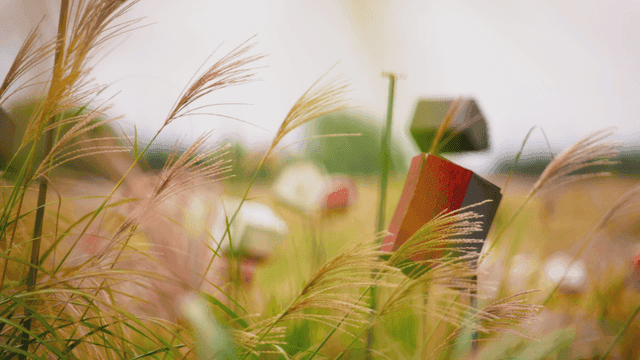 바람에 흔들리는 가을 억새들