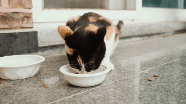 현관에서 그릇에 밥을 먹는 고양이