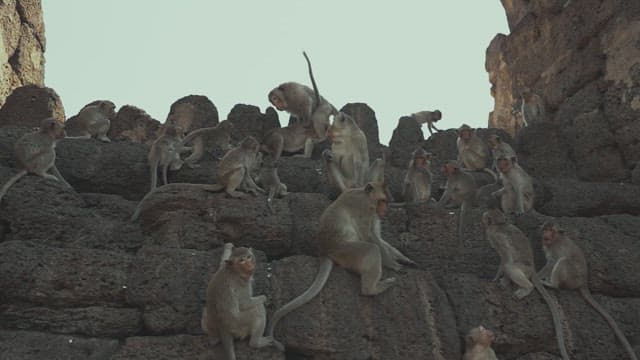 Troop of Monkeys Sitting on Rocky Ruins in the Daylight