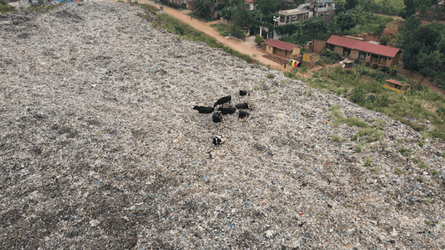 Cows grazing on a large landfill site