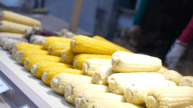Steamed corn on display at a market