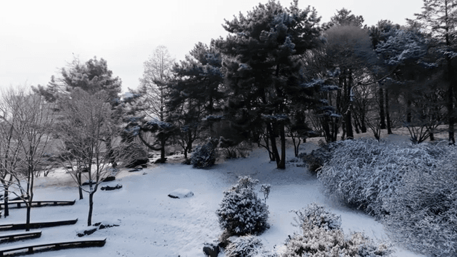 눈 덮인 숲과 높은 나무들