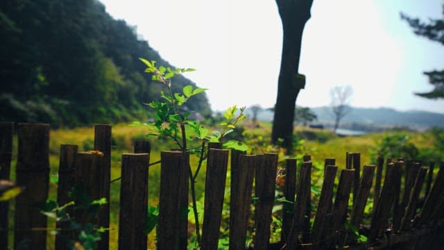 Green scenery along the wooden fence