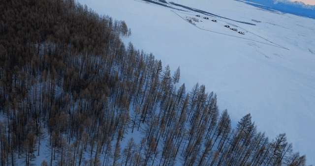 광활한 설경 속의 눈 덮인 숲