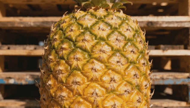 햇살이 비춰진 잘 익은 파인애플