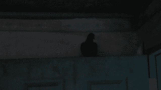 A pigeon perched on a door in a dim room