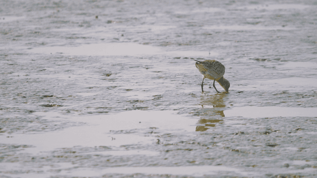 진흙 해안에서 먹이를 찾는 도요새 뒷 모습