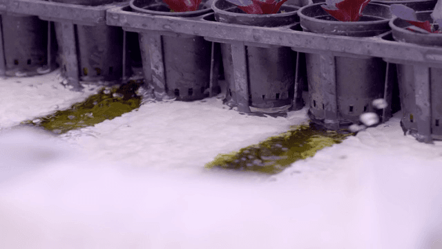 온실에서 자라는 수경재배 식물