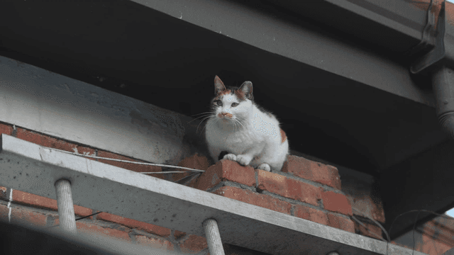 Cat sitting on brick