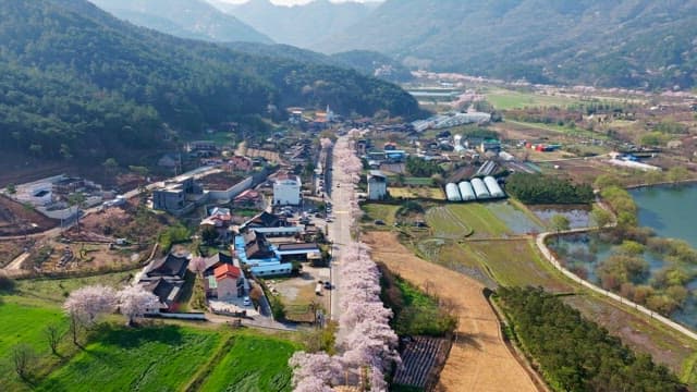 Rural village with cherry blossoms