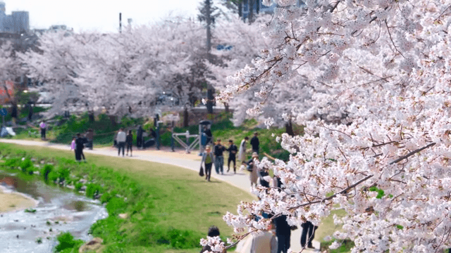 강변 길을 따라 만개한 벚꽃