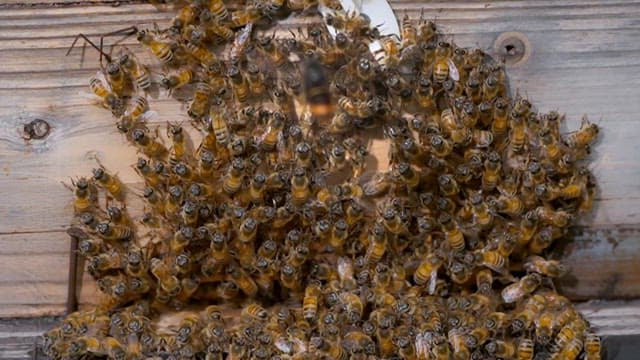 Busy bees working hard in the hive