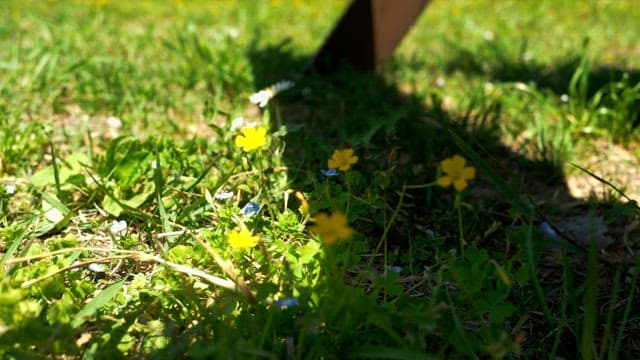 Yellow wild flowers blooming in a sunlit green field