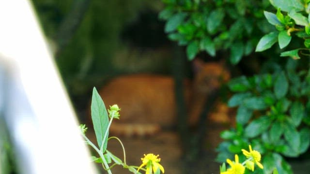 Cat resting under a bush