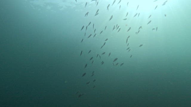 School of fish swimming underwater