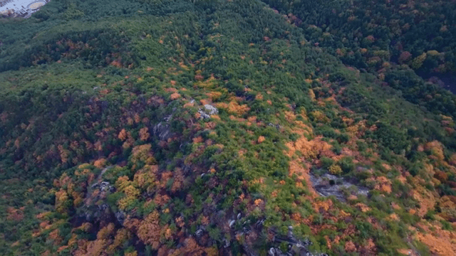다채로운 가을 숲의 항공 뷰