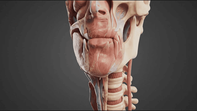 Detailed anatomical view of human head